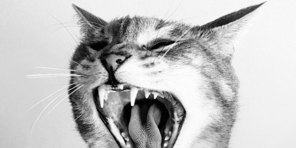 Yearly Dental Procedure