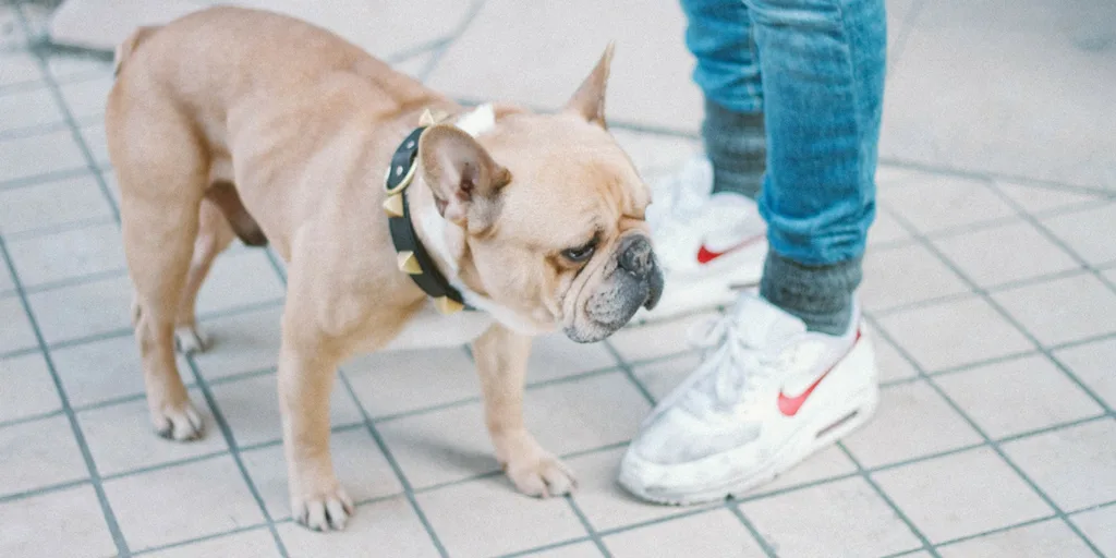 Facts About Dogs