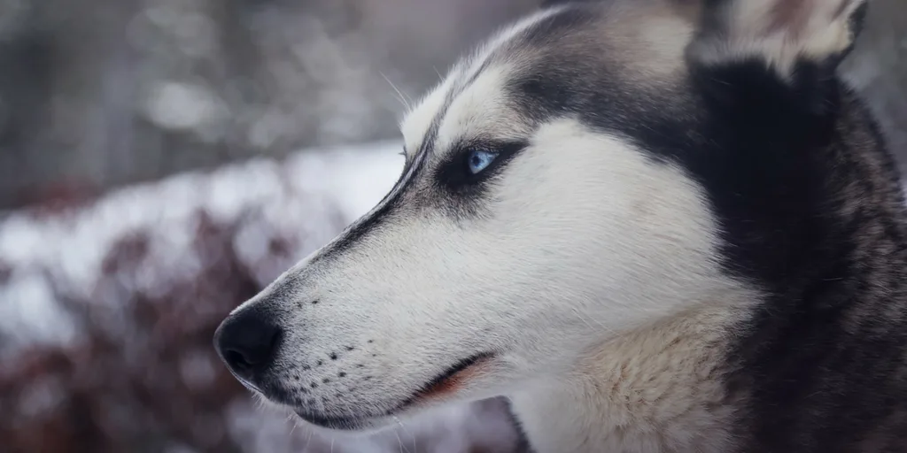 Facts About Dogs