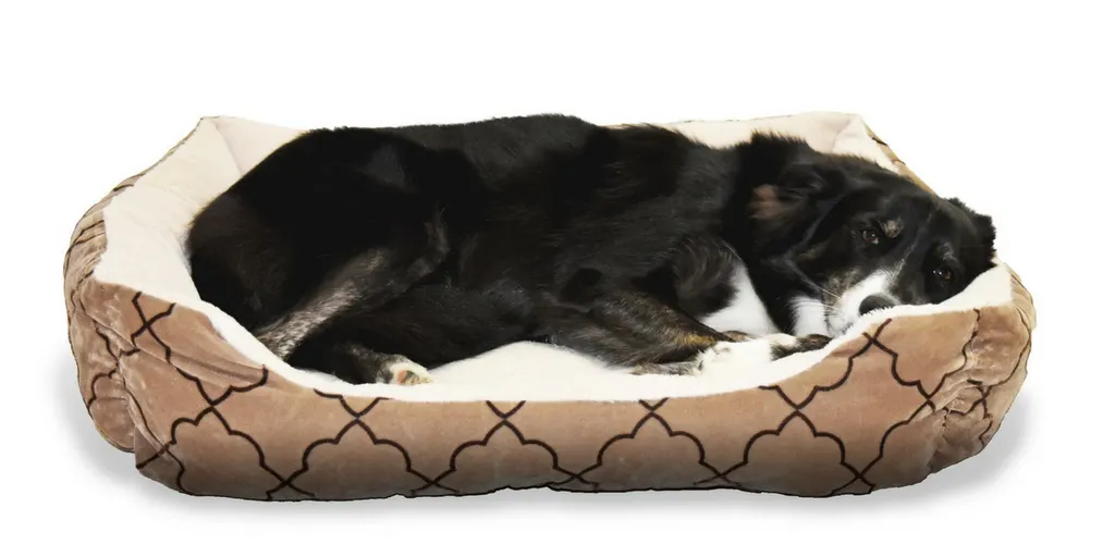 Facts About Dogs