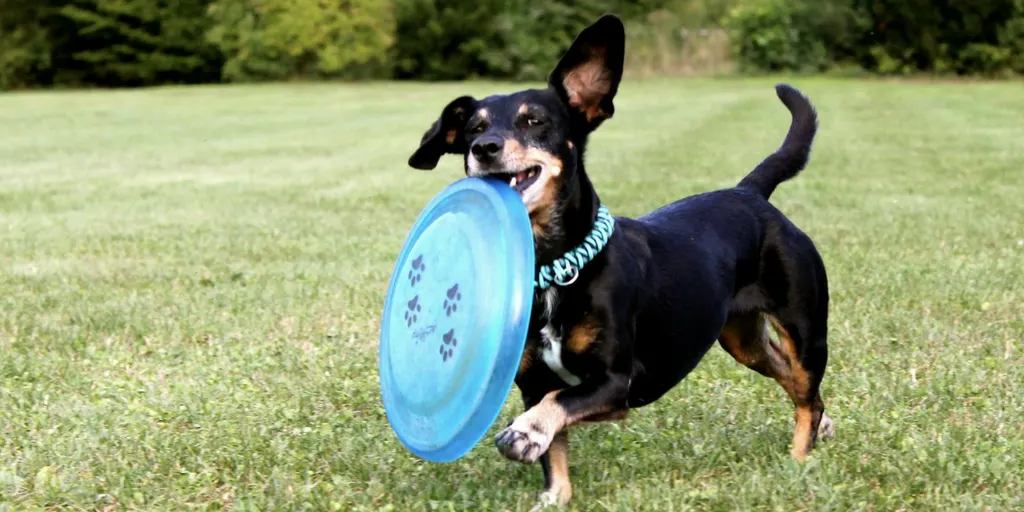 Facts About Dogs