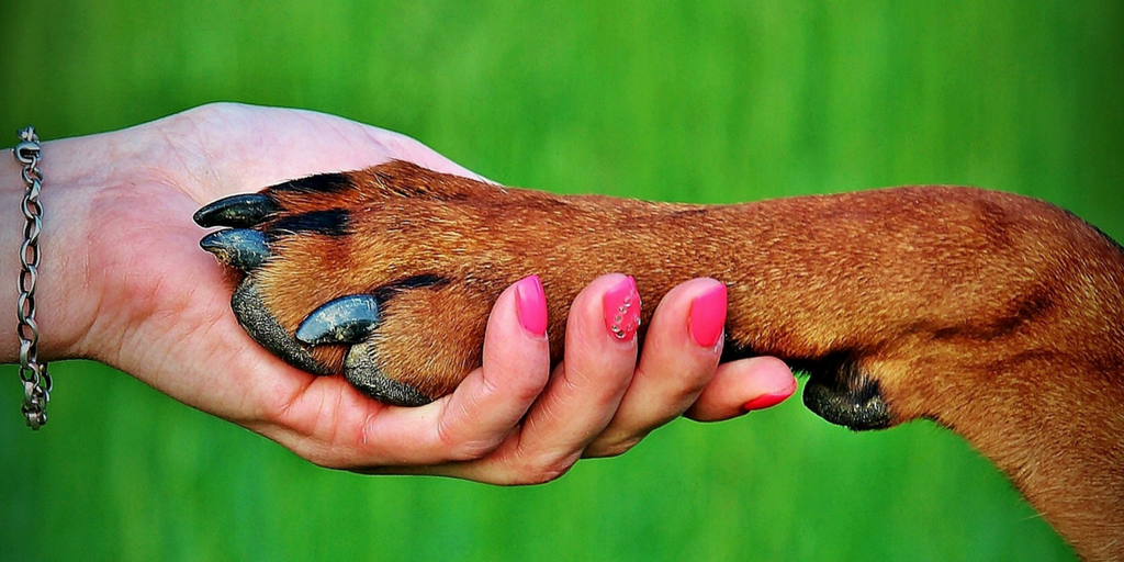 Facts About Dogs
