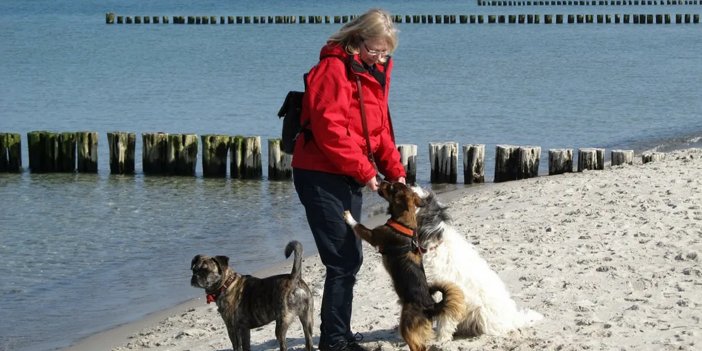 Facts About Dogs