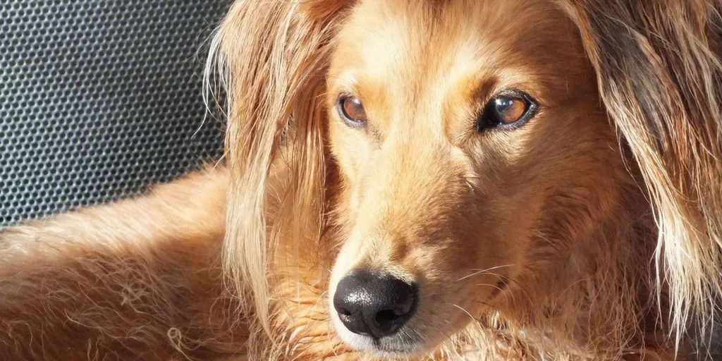 Facts About Dogs