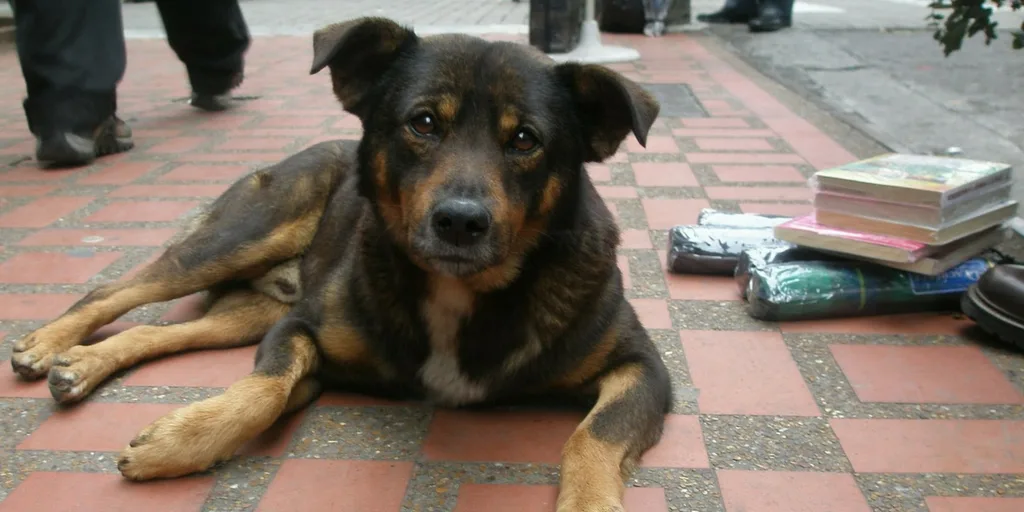 Facts About Dogs