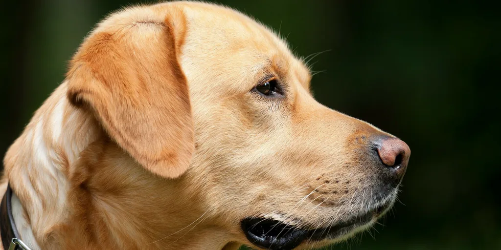 Facts About Dogs