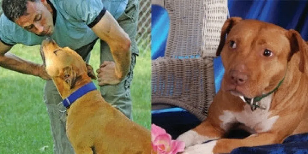 Facts About Dogs