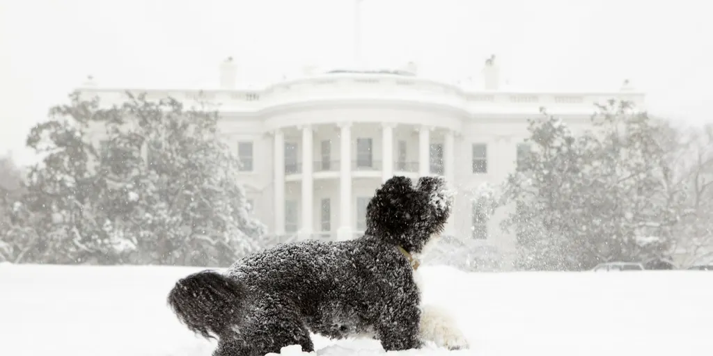 Facts About Dogs