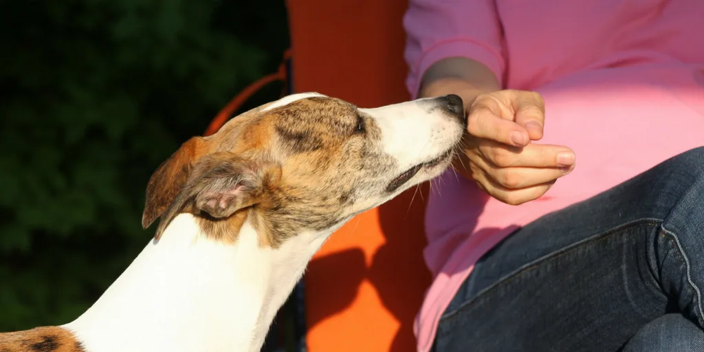 Facts About Dogs