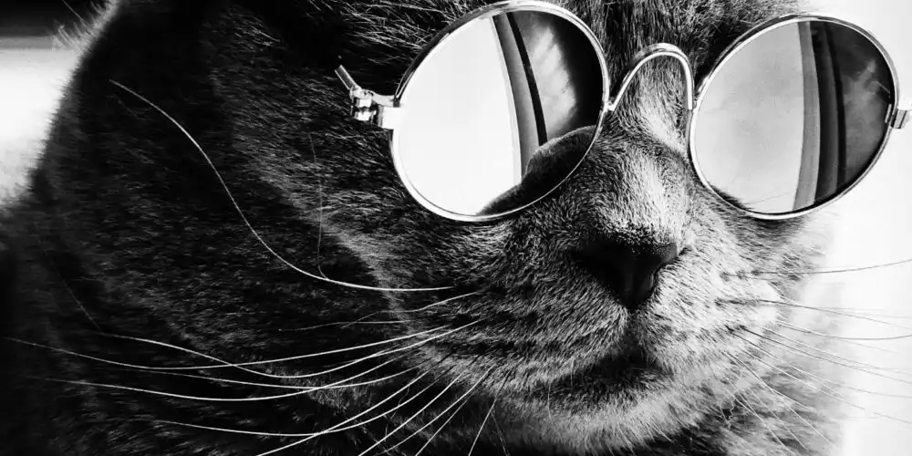 Feline Fashion