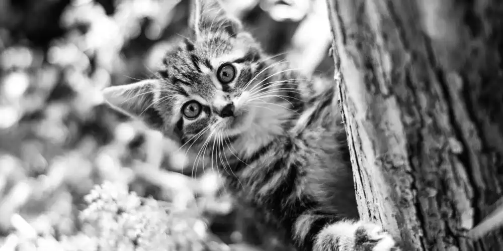 Feline Fashion