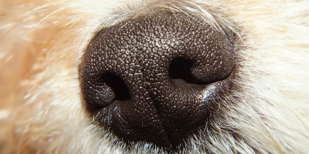 Facts About Dogs