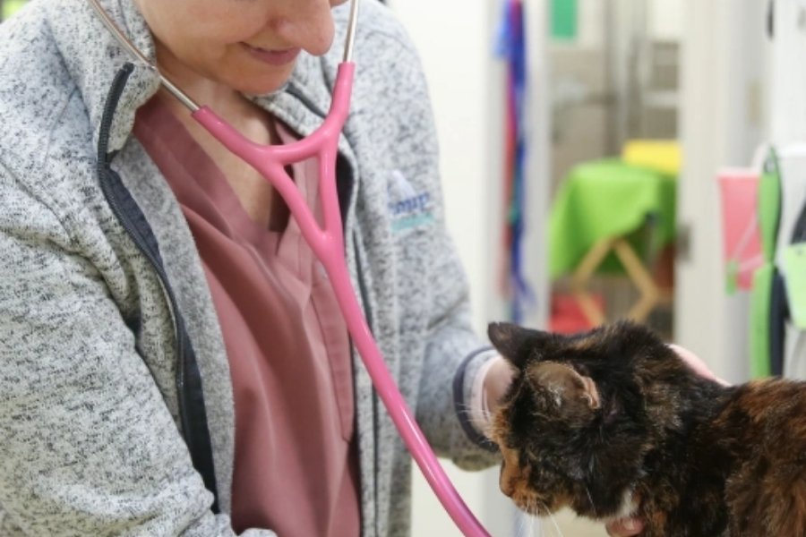 Pet Diagnostic Care and Preventive Health