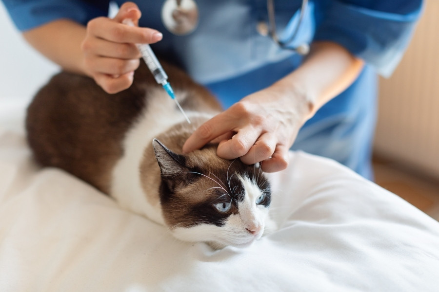 Is Your Cat Protected