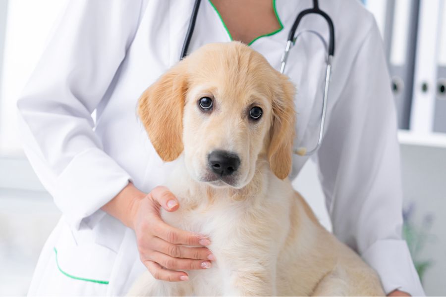 Pet Rehabilitation