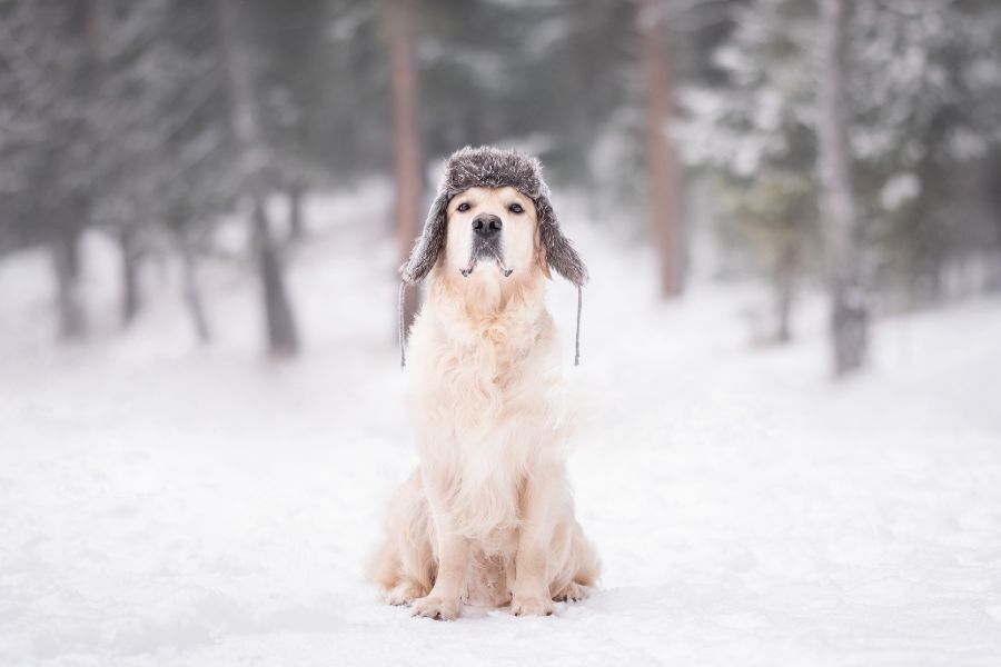 Winter Dog Care Tips