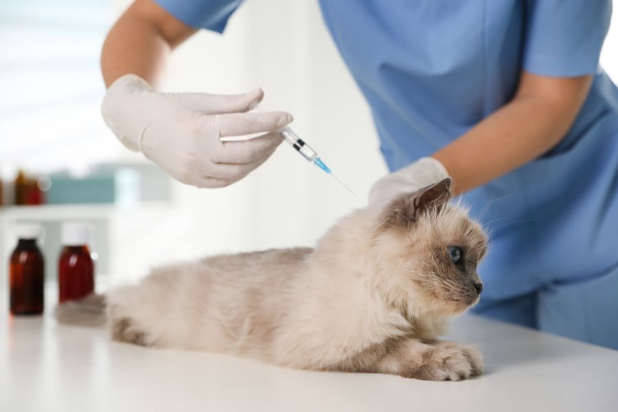 rabies symptoms in cats