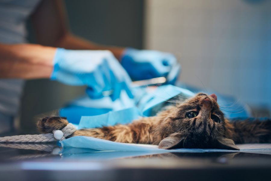 Prepare Pet for Surgery