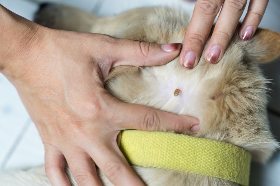 pets flea ticks prevention