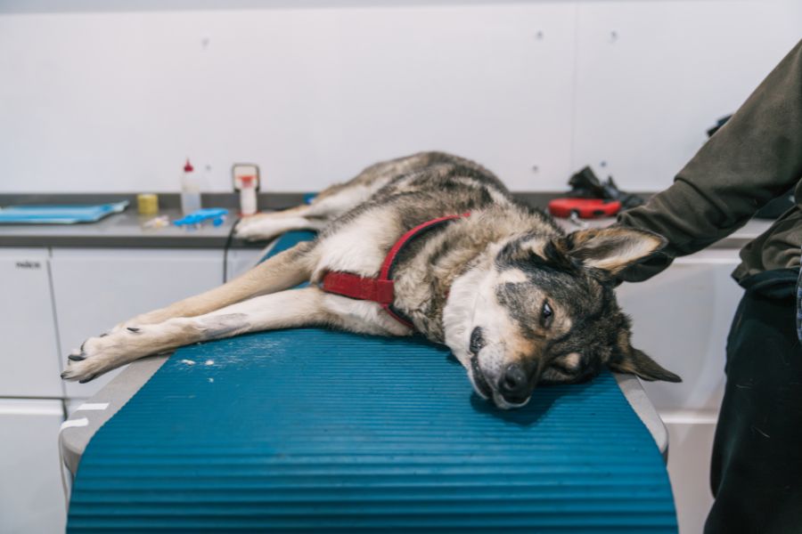 large breed dog health problems