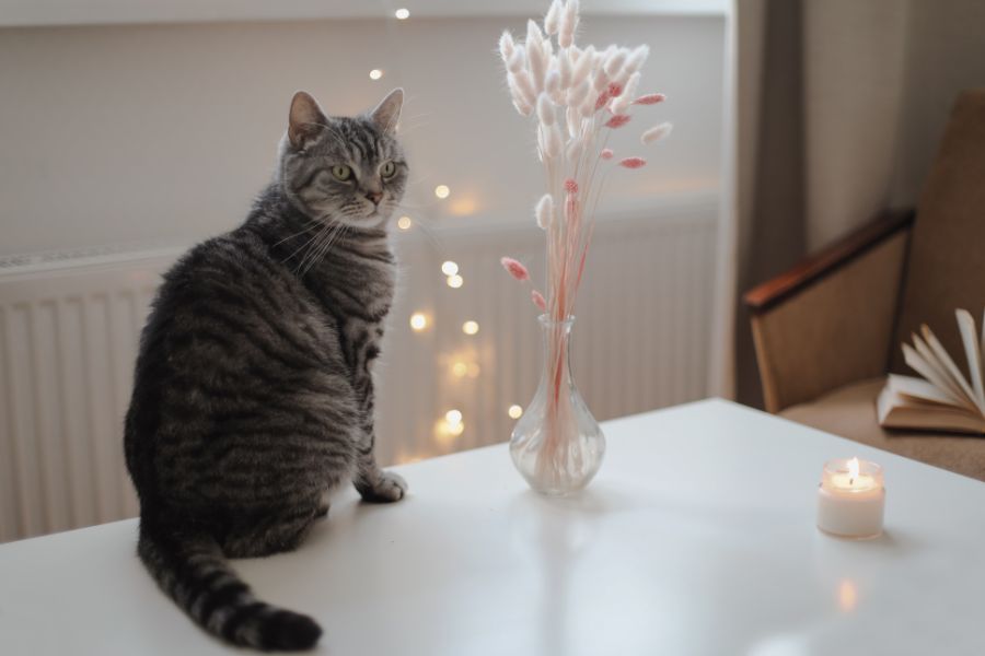 cat proof home decor