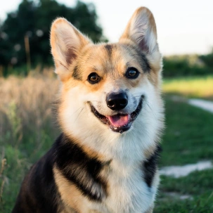 Dog Complementary Therapies