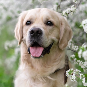 Dog Health & Travel Certificates