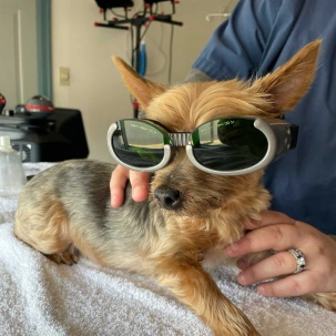 Dog Laser Therapies