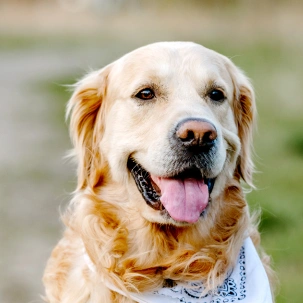 Dog Preventative Care