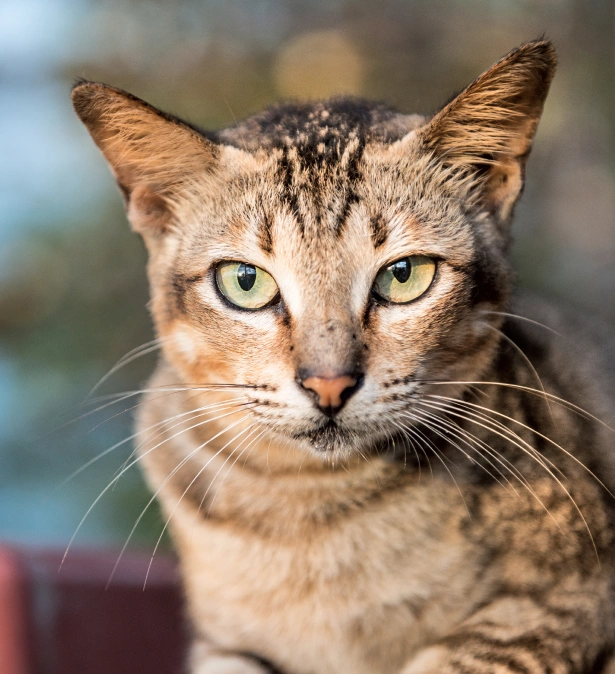 Common Requirements for Cat Health Certificates