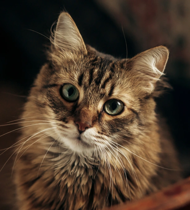 When Will My Cat Feel Relief?