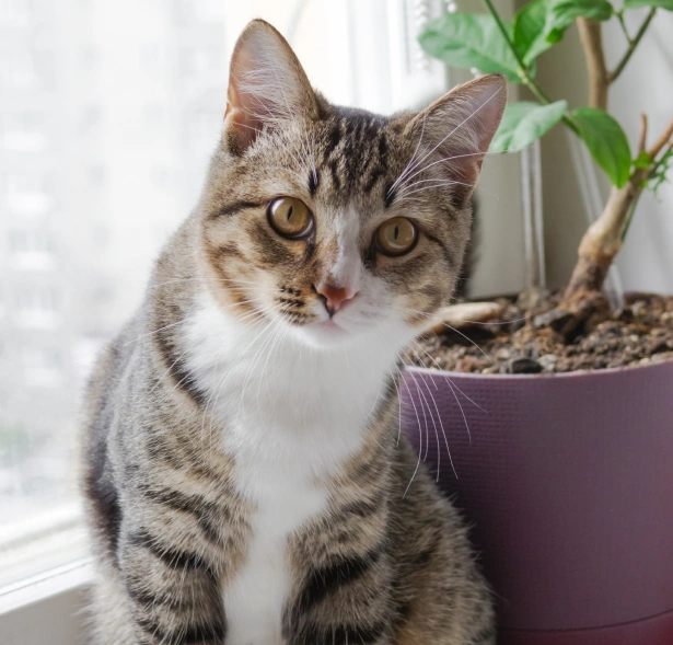 What to Expect During Our Wellness Exam?