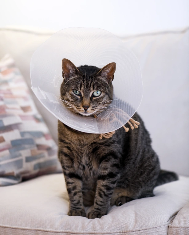 Before Your Cat’s Surgery