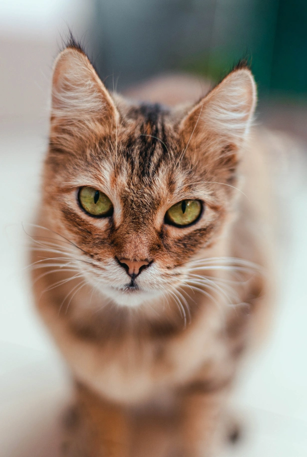 How Do I Keep My Dog Safe in the Car?