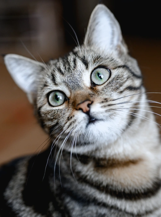 Cat Complementary Therapies