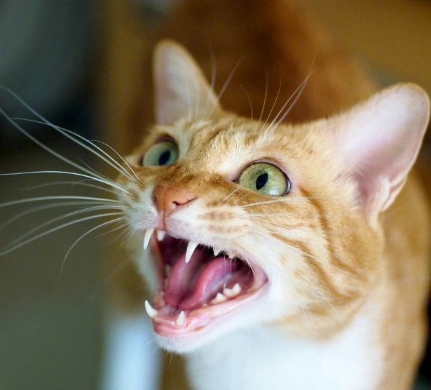 How Often Does Your Cat Need Dental Treatment?
