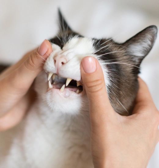 Cat Dental Services