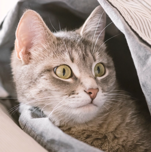 Cat Health & Travel Certificates