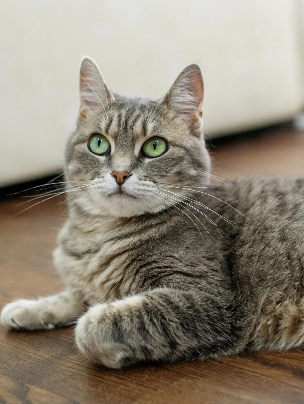 Common Causes of Pain in Cats and Available Treatment Options