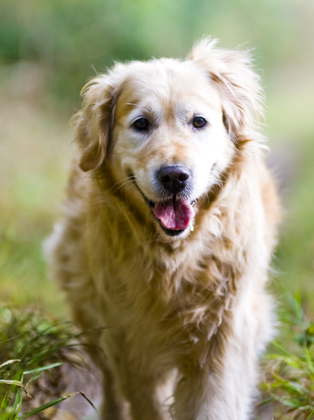 Benefits of Complementary Therapies for Dogs