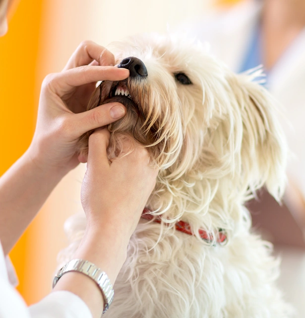 Can Dogs Lose Teeth?