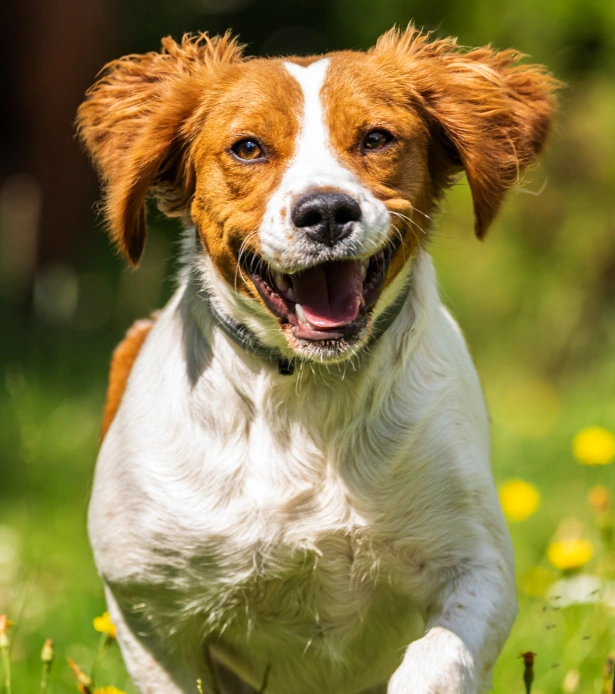 Common Requirements for Dog Health Certificates