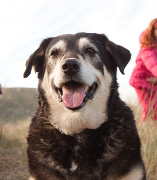 Dog Health & Travel Certificates