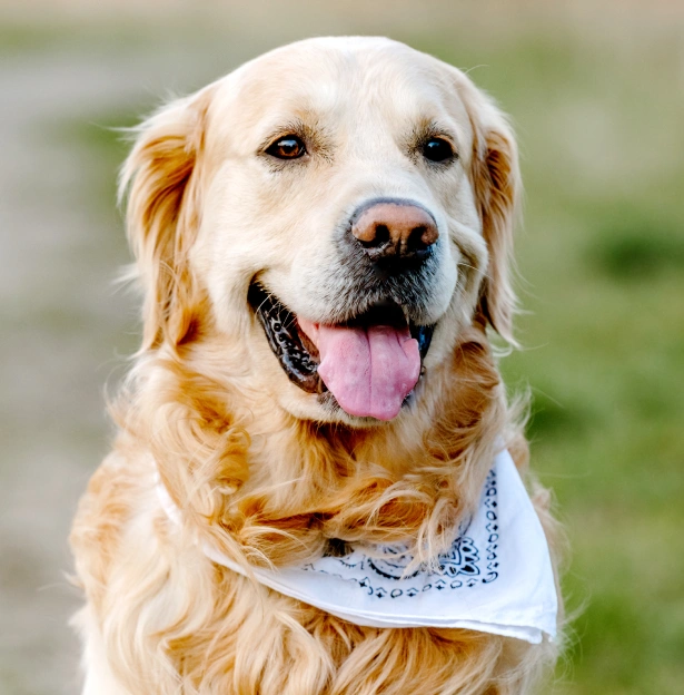 What to Expect From Your Dog’s Laser Therapy Appointment