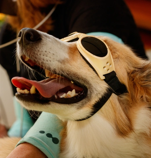 Dog Laser Therapies
