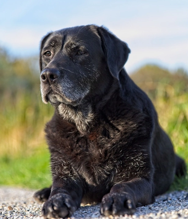 What Are the Signs That My Dog is in Pain?