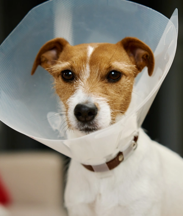 Does Your Dog Need a Specialist for Surgery?