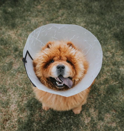 Dog Surgery