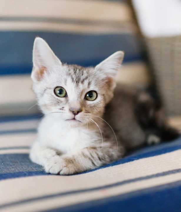 Signs of a Healthy Kitten