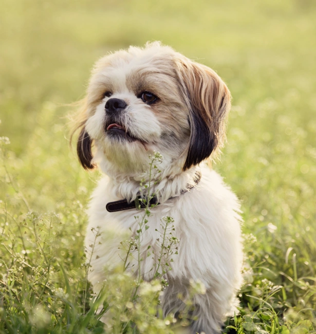 How to Spot Illness in Fur Babies